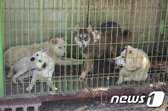 본문 이미지 - 개농장에서 사육중인 진돗개들. 기사 내용과 직접 상관은 없음. ⓒ News1