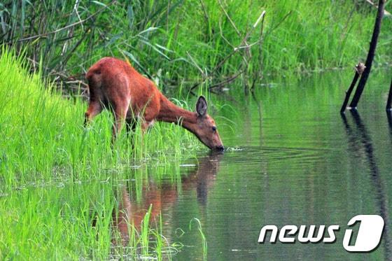 본문 이미지 - 포항시 북구 흥해읍 이인리 인근 계곡에서 고라니가 물을 마시고 있다. 2016.7,17/뉴스1 ⓒ News1