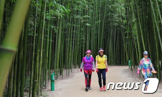 본문 이미지 - 울산의 관광명소 중 하나인 태화강 십리대숲. . 2016.7.21/뉴스1 ⓒ News1 장은진 기자