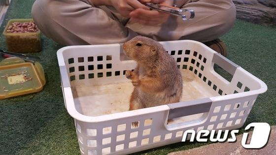 본문 이미지 - 생태 설명회에서 관람객이 준 먹이를 받아 먹고 있는 프레리도그. ⓒ News1