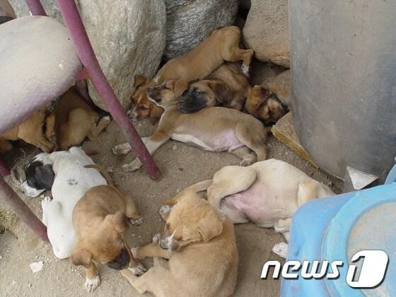 본문 이미지 - 태어난지 채 1년이 안된 어린 강아지들.(자료사진)ⓒ News1