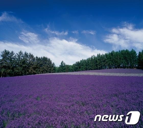 본문 이미지 - 홋카이도 라벤더 꽃밭(사진제공=일본항공)ⓒ News1