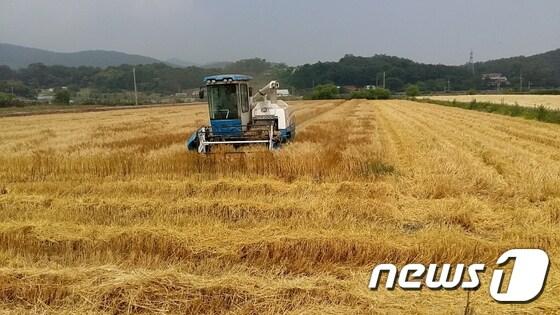본문 이미지 - 보리수확(뉴스1/DB)ⓒ News1