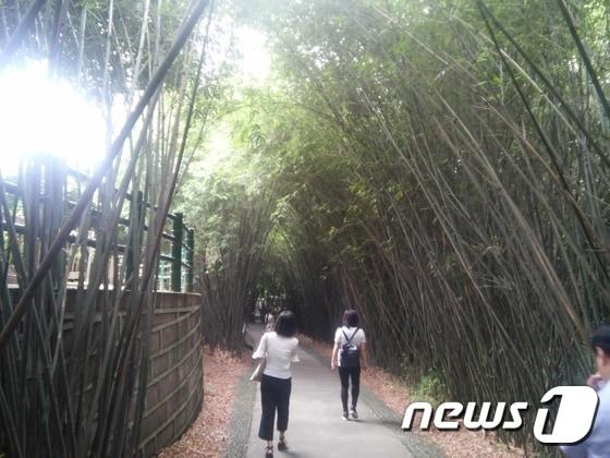 본문 이미지 - 울창한 대나무 숲으로 둘러 쌓인 청두 판다양육연구기지의 모습. ⓒ News1