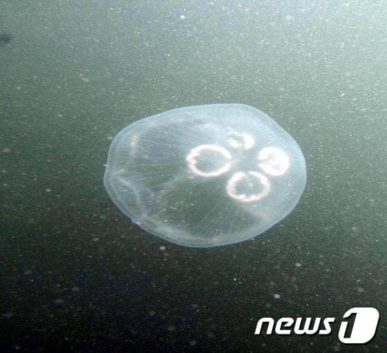 본문 이미지 - 보름달물해파리 자료사진(사진은 기사 내용과 무관함) / 뉴스1 ⓒ News1