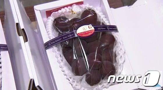 본문 이미지 - 7일 일본 가나자와 중앙도매시장 경매에서 '루비로망' 품종 포도가 1송이에 110만엔(약 1260만원)에 낙찰됐다. (TBS 캡처) ⓒ News1