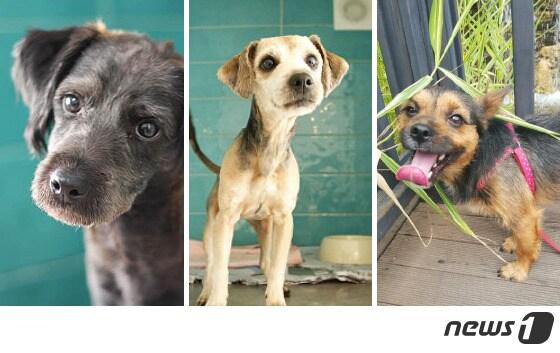 본문 이미지 - (왼쪽부터) 륜, 혜화, 율. ⓒ News1