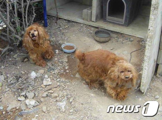 본문 이미지 - 건설현장 식당 뒤편에서 방치돼 있던 코돌이와 코순이. ⓒ News1