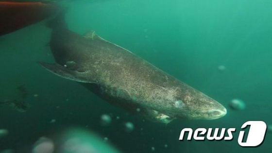 본문 이미지 - 줄리우스 닐센 교수가 영국 BBC에 제공한 그린란드 상어 모습 ⓒ News1