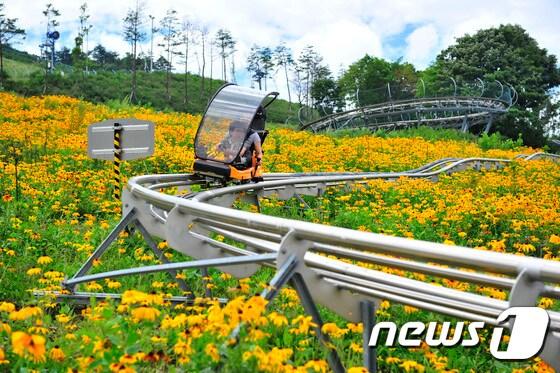 본문 이미지 - 평창 알펜시아 롤러코스터(알펜시아 제공)ⓒ News1 신효재 기자