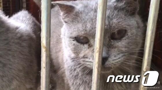 본문 이미지 - 부산 '고양이공장'에서 사육되던 고양이.(사진 동물자유연대 제공)ⓒ News1