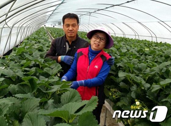 본문 이미지 - 딸기 재배사에서 딸기묘를 돌보고 있는 이영·김미애 부부ⓒ News1