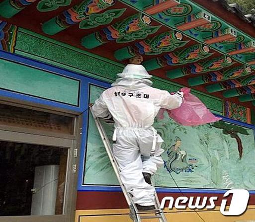 본문 이미지 - 함안소방서 119 구급대원 말벌제거 장면(함안소방서 제공) ⓒ News1 이철우 기자