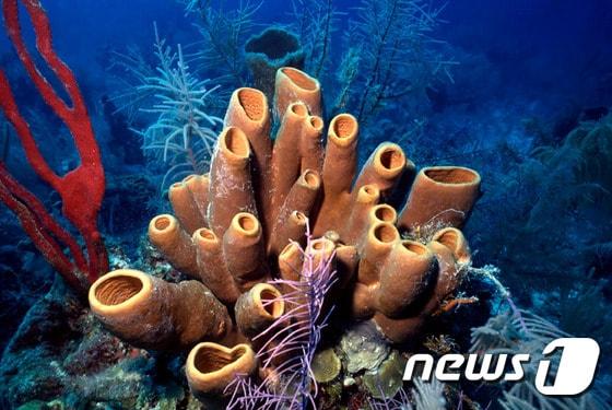 본문 이미지 - 해면동물의 수명은 평균 수천 년에 이른다. ⓒ News1