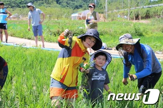 본문 이미지 - 김해시 봉하마을 생태문화공원을 찾은 어린이가 어머니와 함께 벼재배체험을 하며 즐거워하고 있다.(김해시 제공)2016.8.22./뉴스1 ⓒ News1