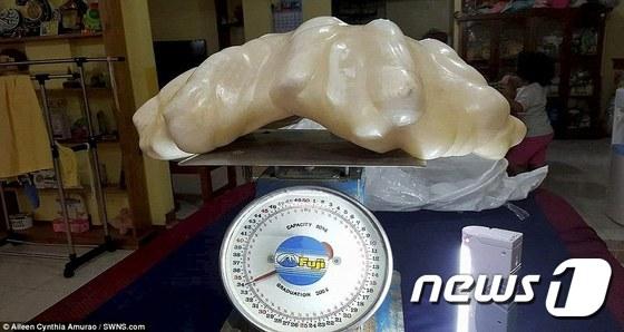 본문 이미지 - 필리핀에서 가로 약 30cm, 세로 약 67cm에 달하는 크기의 진주가 22일(현지시간) 공개됐다. 가격은 약 1억달러(약 1100억 원) 이상이 될 것으로 보인다. ⓒ News1