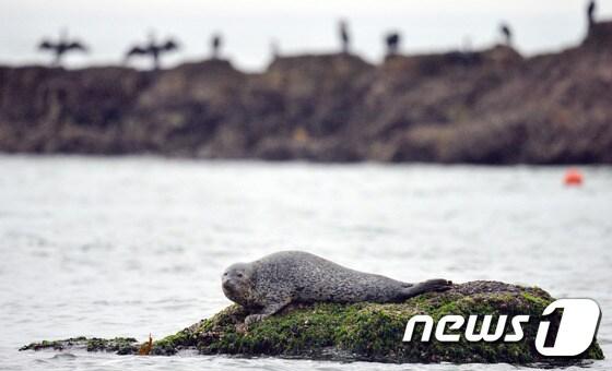 본문 이미지 - 점박이물범 자료사진 /뉴스1