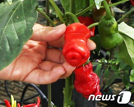 본문 이미지 - 충북 괴산군농업기술센터가 25일 공개한 남성 성기 모양을 닮은 고추. (괴산군청 제공) ⓒ News1