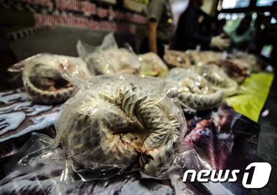 본문 이미지 -  인도네시아 경찰이 25일 자바섬 좀방에서 냉동고에 들어있는 멸종위기 동물 천산갑 650여 마리를 압수했다ⓒ AFP=뉴스1