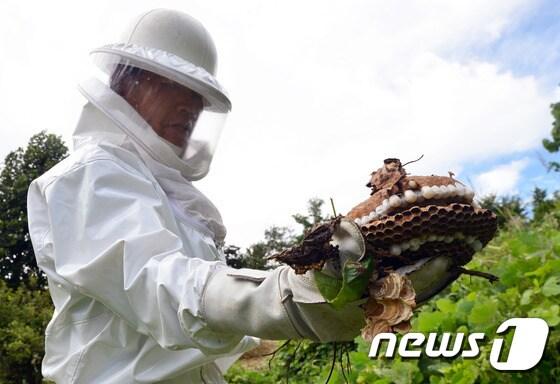 본문 이미지 - 28일 오전 경기 파주시 광탄면 용미리제1묘지 100구역에서 광탄 119안전센터 김승규 소방장이 제거한 말벌집을 보여주고 있다. 최근 벌초하러 묘를 찾는 시민들이 말벌에 쏘이거나 벌집을 발견해 신고하는 사례가 빈번해져 성묘객들의 주의가 요구된다. 2016.8.28/뉴스1 ⓒ News1 최현규 기자