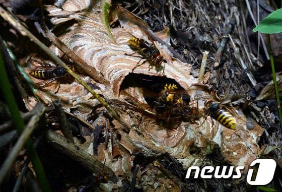 본문 이미지 - 성묘객 위협하는 말벌. /뉴스1 ⓒ News1 최현규 기자