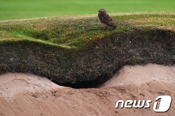 본문 이미지 - 리우 올림픽 골프가 열리는 골프장 벙커에 둥지를 만든 굴 올빼미.ⓒ AFP=News1