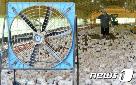 본문 이미지 - 경기도 안성시의 한 양계농가에서 직원들이 폭염으로 폐사한 닭을 골라내고 있다. /뉴스1 ⓒ News1 이재명 기자