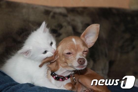 본문 이미지 - (사진 픽사베이)ⓒ News1