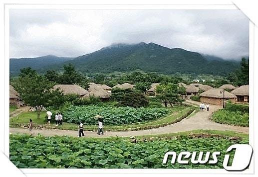 본문 이미지 - 낙안 읍성 내의 연꽃길.(순천시 제공)2016.9.12/뉴스1 ⓒ News1 지정운 기자