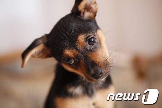 본문 이미지 - ⓒ News1