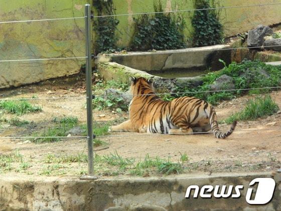 본문 이미지 - 관람객이 던진 나뭇가지에 놀란 시베리아호랑이. (사진 최혁준) ⓒ News1