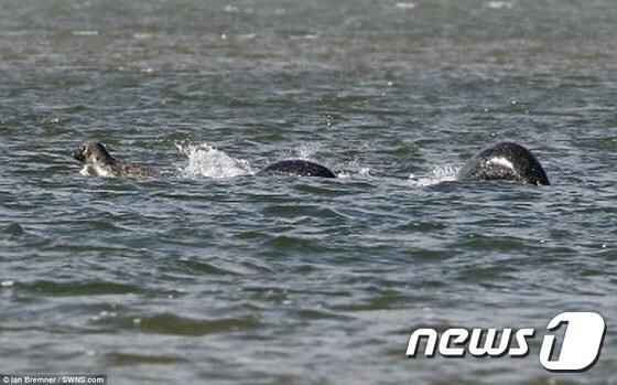 본문 이미지 - 영국 스코틀랜드 네스호에 산다는 정체 불명의 괴물 네시가 아마추어 사진작가 카메라에 포착됐다.[출처=이안 브렘너]ⓒ News1