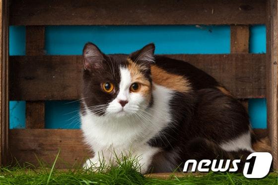 본문 이미지 - 전문가들은 반려묘도 예방접종을 해야 한다고 입을 모은다. (사진 이미지투데이) ⓒ News1
