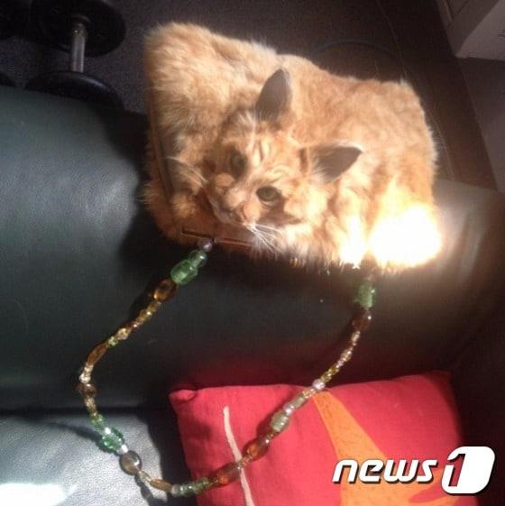 본문 이미지 - 뉴질랜드의 박제사 클레어 홉스가 경매 사이트 '트레이드미'에 진짜 고양이를 박제해 만든 핸드백을 올려 논란을 빚고 있다. (트레이드미 갈무리) ⓒ News1