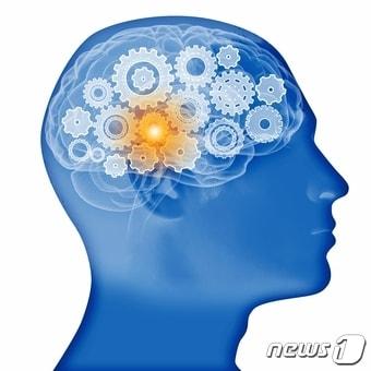 본문 이미지 - 인간의 뇌는 1.4㎏에 불과할 정도로 작지만 그 속은 1000억개의 신경세포(뉴런)가 1000조개의 시냅스로 얼기설기 연결돼 활발하게 기능하는 매우 중요한 중추신경계 기관이다.(출처=이미지투데이) ⓒ News1