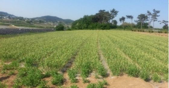 본문 이미지 - ⓒ News1