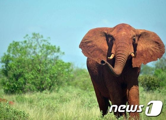 본문 이미지 - 아프리카 코끼리가 지난 10년간 11만마리 감소해 25년만에 최대 감소폭을 보였다는 보고서가 발표됐다.(자료사진) ⓒ AFP=뉴스1