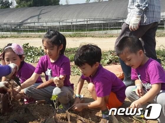 본문 이미지 - 성남 시민농원에서 고구마를 캐고 있는 아이들.(성남시 제공)ⓒ News1