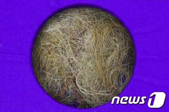 본문 이미지 - 기증받은 털매머드 털 표본(문화재청 국립문화재연구소 제공)