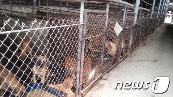 본문 이미지 - 개농장의 개들.(사진 카라 제공)ⓒ News1