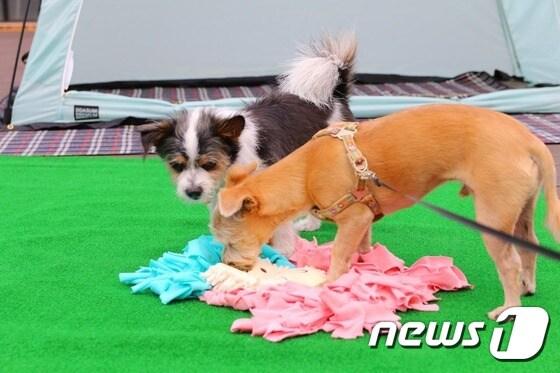 본문 이미지 - '제1회 삼선동 반려동물 축제'를 찾은 반려견들. ⓒ News1