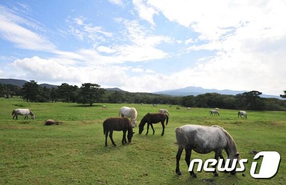 본문 이미지 - 제주시 용강동 마방목지에서 말들이 한가로이 풀을 뜯고 있다.2016.9.8/뉴스1 ⓒ News1 이석형 기자