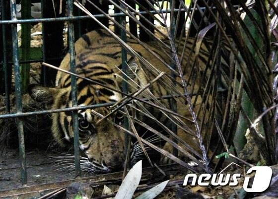 본문 이미지 - 수마트라 호랑이. ⓒAFP=뉴스1