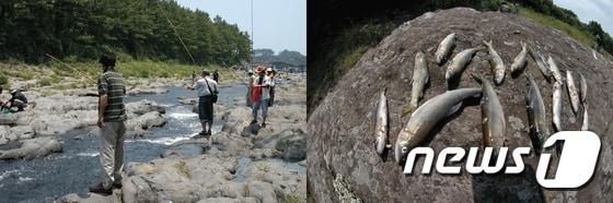 본문 이미지 - 제주도 서귀포시 강정천에 이뤄지는 은어낚시와 포획된 은어. (사진제공=제주도) ⓒ News1