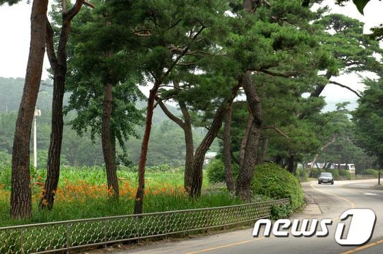 본문 이미지 - 수원시 장안구 노송지대. ⓒ News1