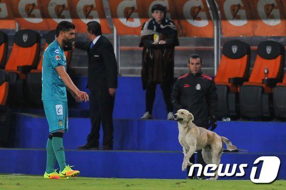 본문 이미지 - 지난 14일(현지시간) 멕시코 이달고 주 파추카 이달고 스타디움에서 열린 C.F.파추카와 치아파스FC의 리가MX(멕시코 축구 1부리그) 경기에 개 1마리가 등장했다. / AFP PHOTO / MARIA CALLS ⓒ AFP=뉴스1