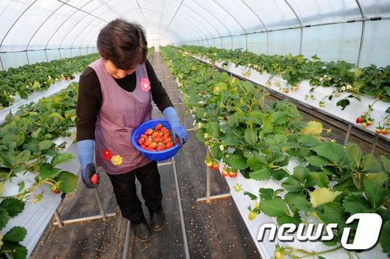 본문 이미지 - 겨울 딸기 수확하는 강원 삼척 농가.(뉴스1 DB)