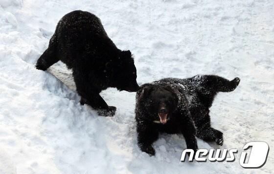 본문 이미지 - 반달가슴곰. (베어트리파크 제공) 2017.1.20/뉴스1 ⓒ News1 장수영 기자