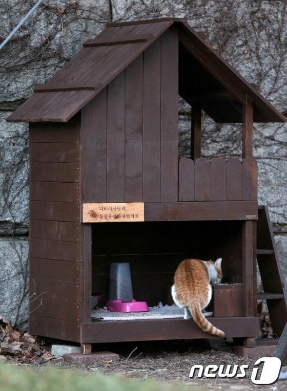 본문 이미지 - 국회 설치된 길고양이 급식소 모습. ⓒ News1