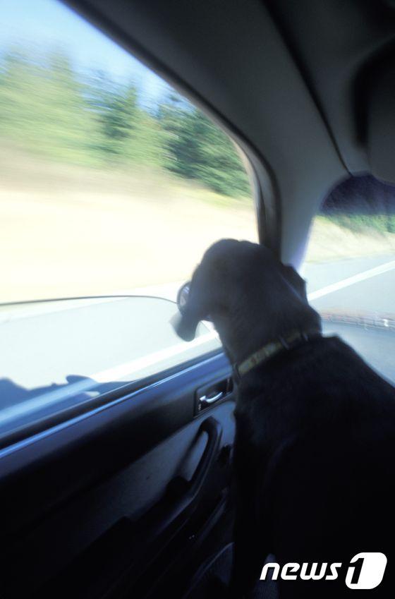 본문 이미지 - 반려견.(사진 이미지투데이)ⓒ News1